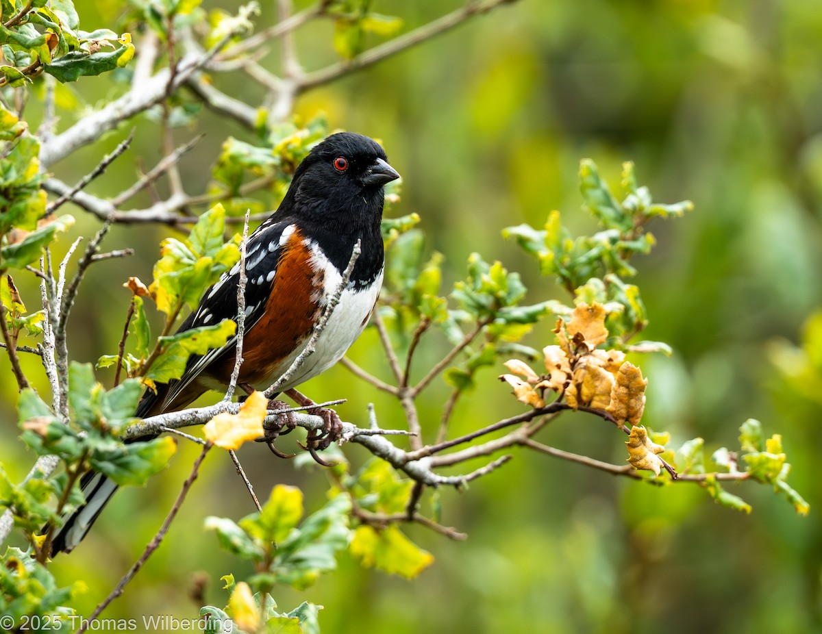 Spotted Towhee - ML646072252