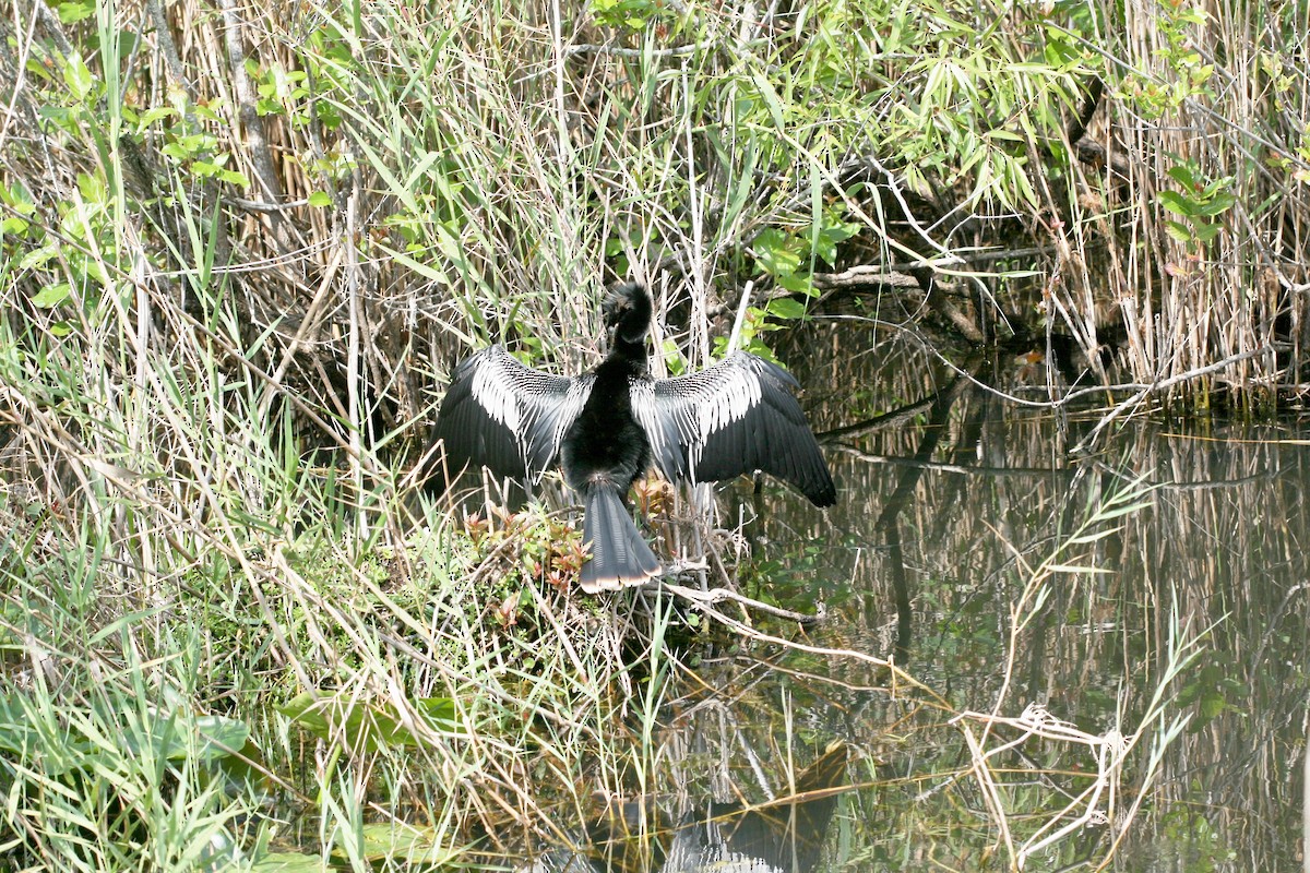 Anhinga - ML646072267