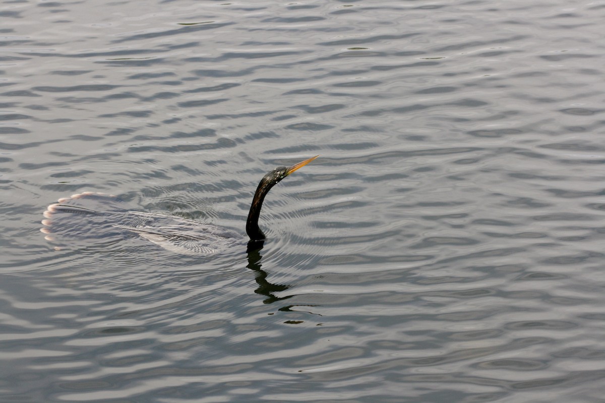 Anhinga - ML646072276