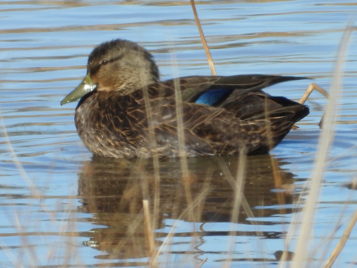 American Black Duck - ML646072280