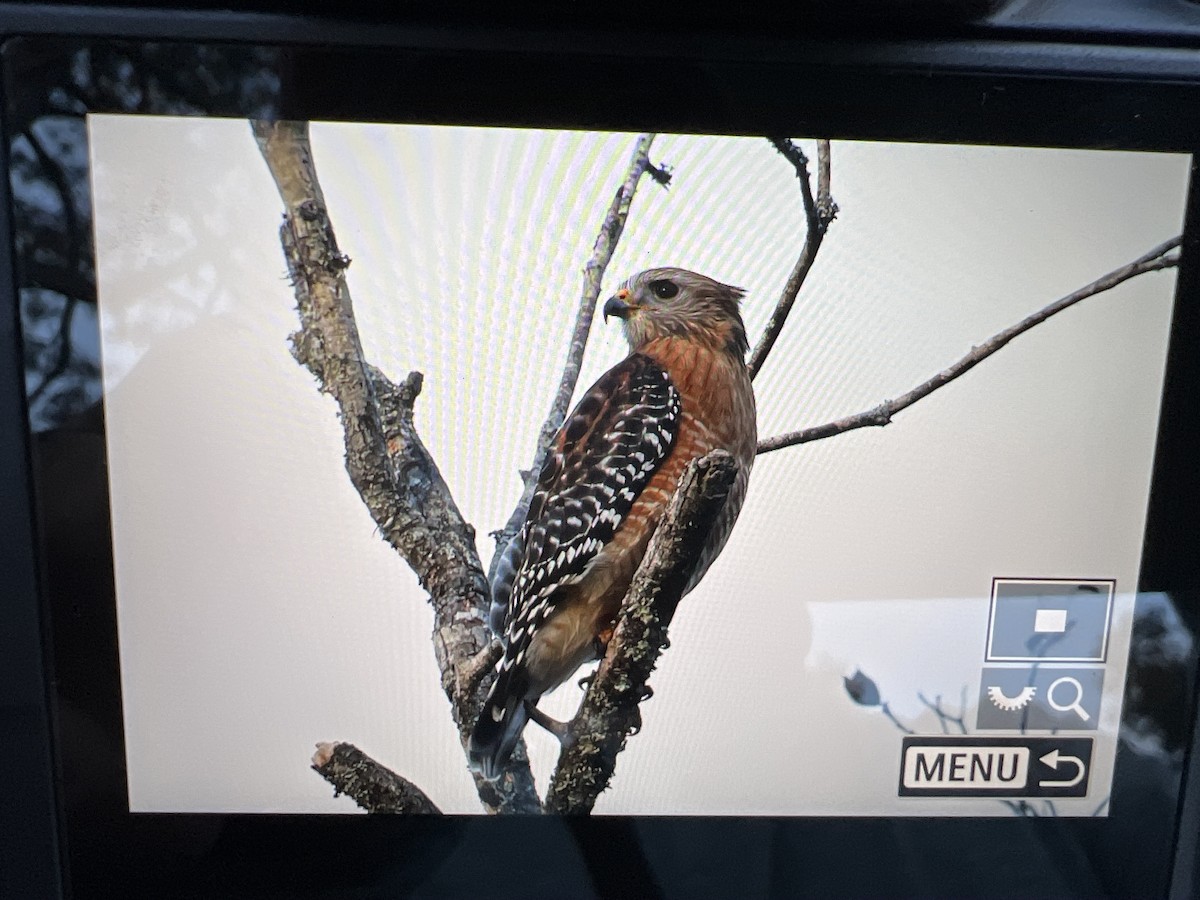 rødvingevåk - ML646072282