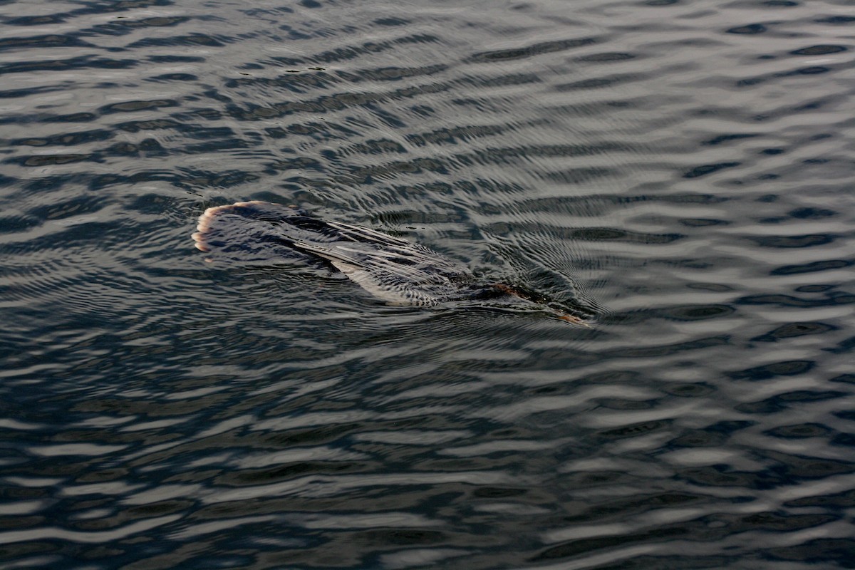 Anhinga - ML646072288