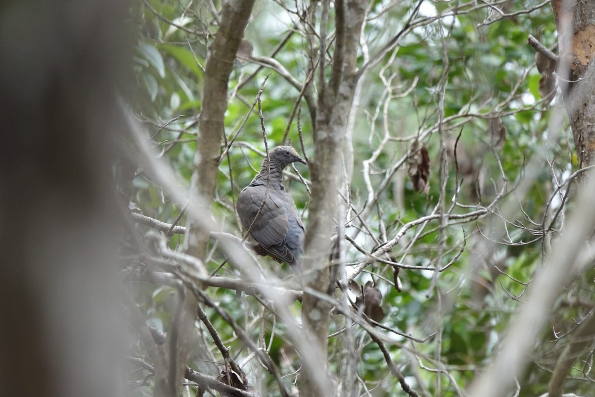 White-crowned Pigeon - ML646072291