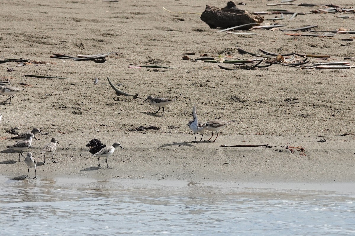 Semipalmated Plover - ML646072308