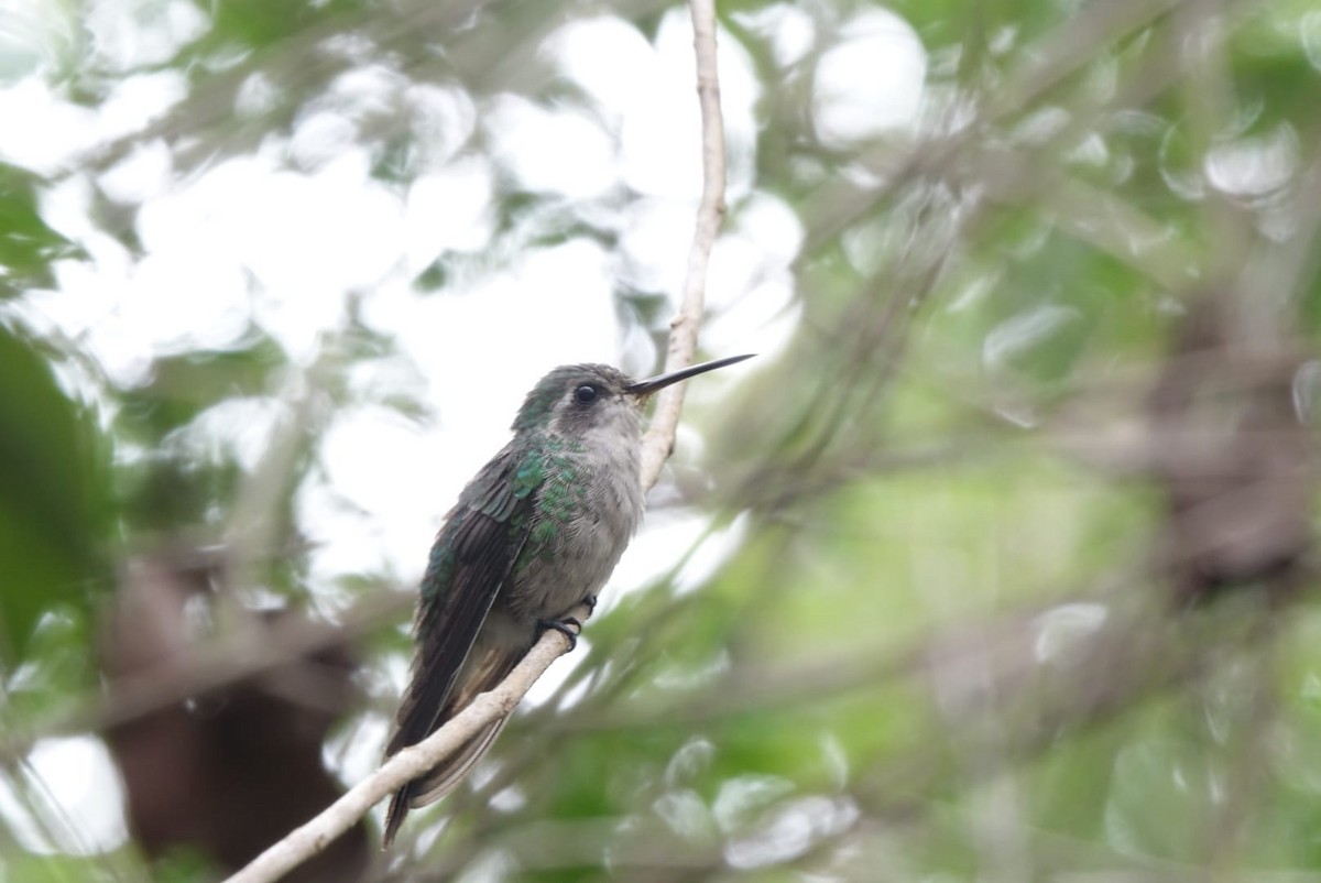 Cuban Emerald - ML646072310