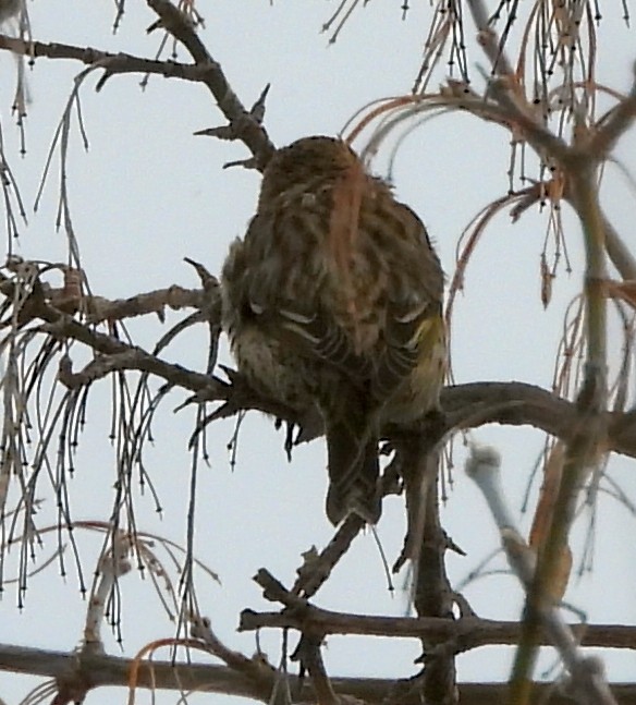 stripesisik - ML646072311