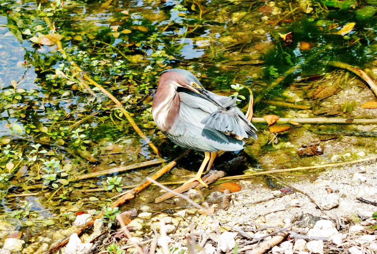 Green Heron - ML646072313