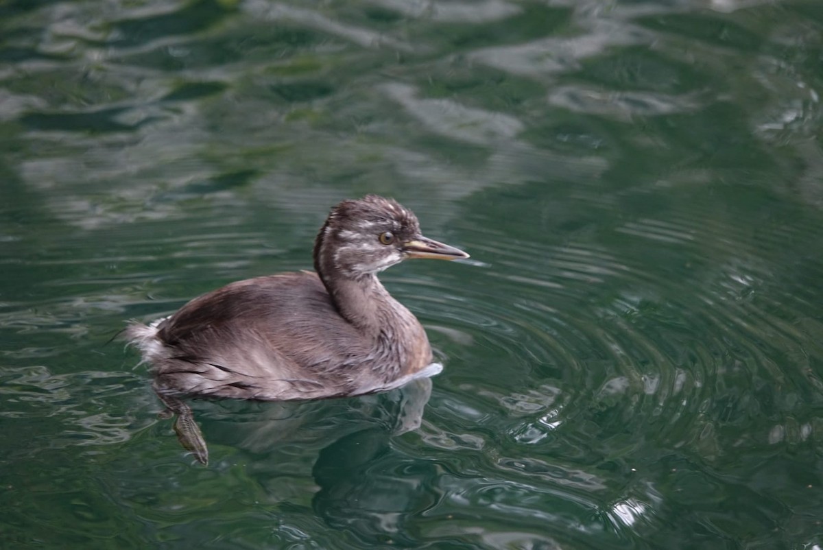 Least Grebe - ML646072318