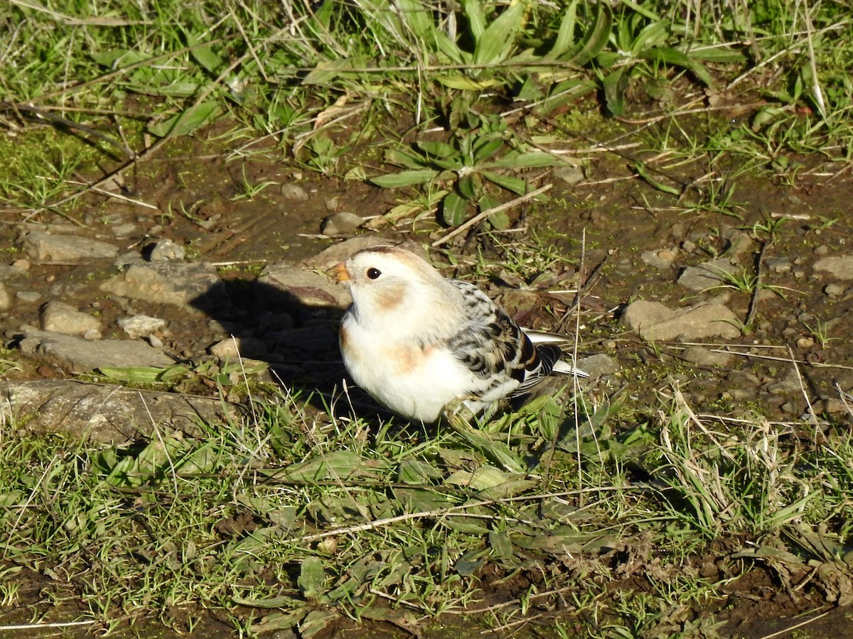 Snow Bunting - ML646072319