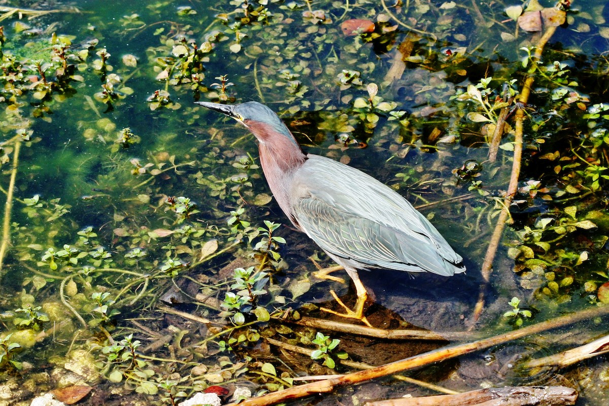 Green Heron - ML646072320