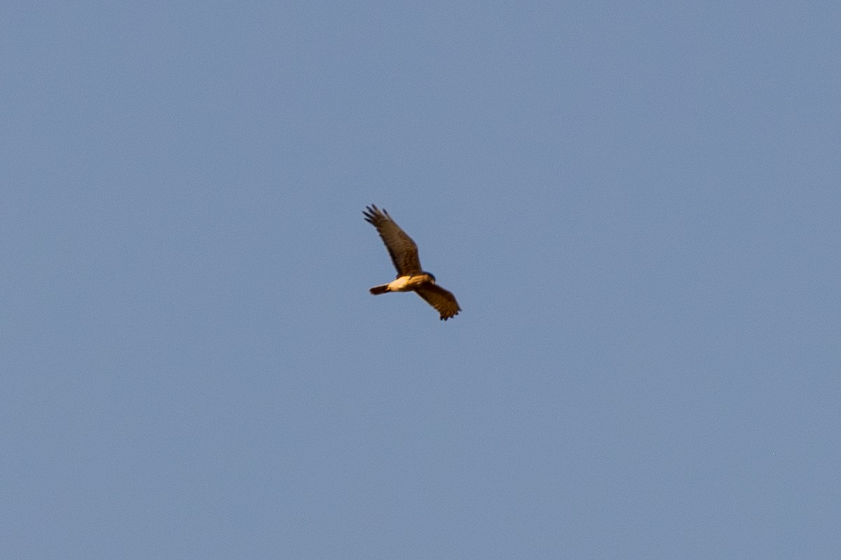 Swamp Harrier - ML646072322