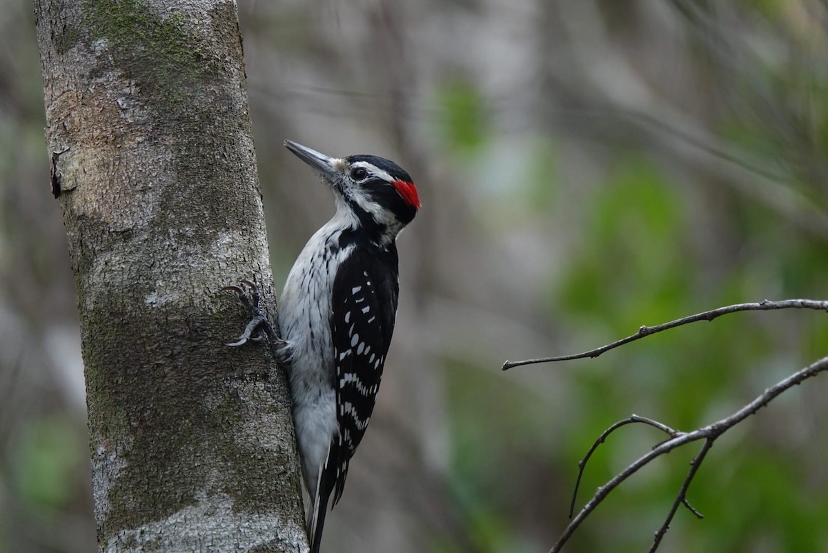 Hairy Woodpecker - ML646072324