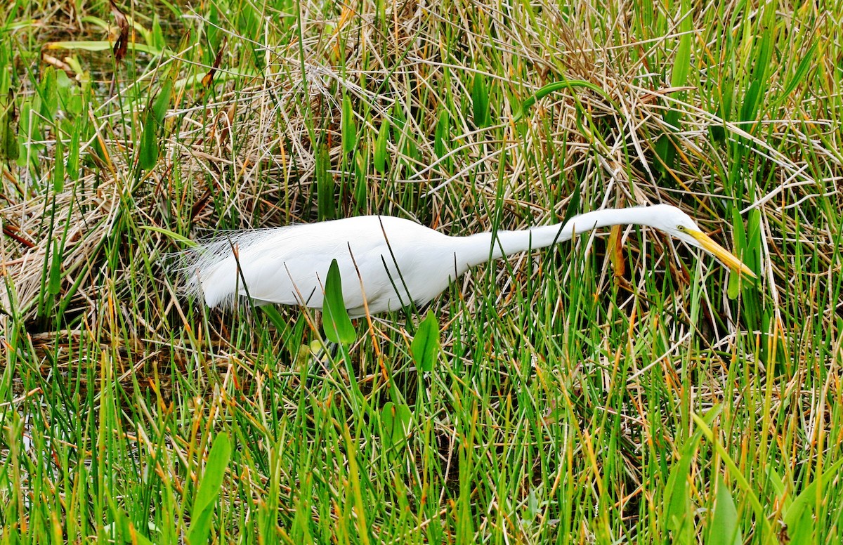 Great Egret - ML646072325