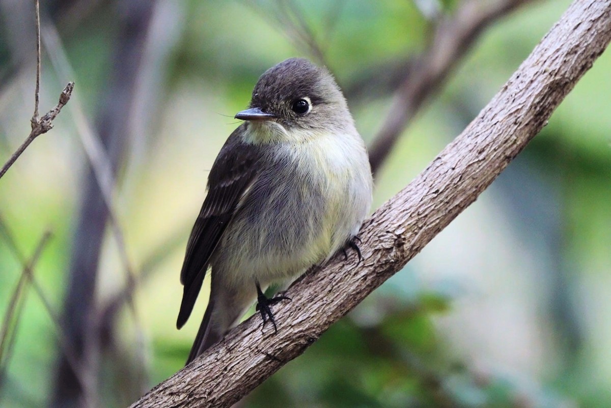 Cuban Pewee - ML646072330