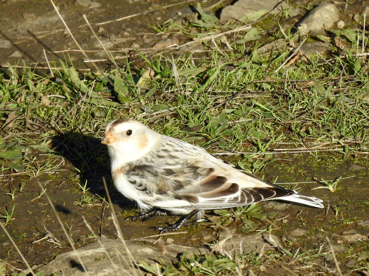 Snow Bunting - ML646072333