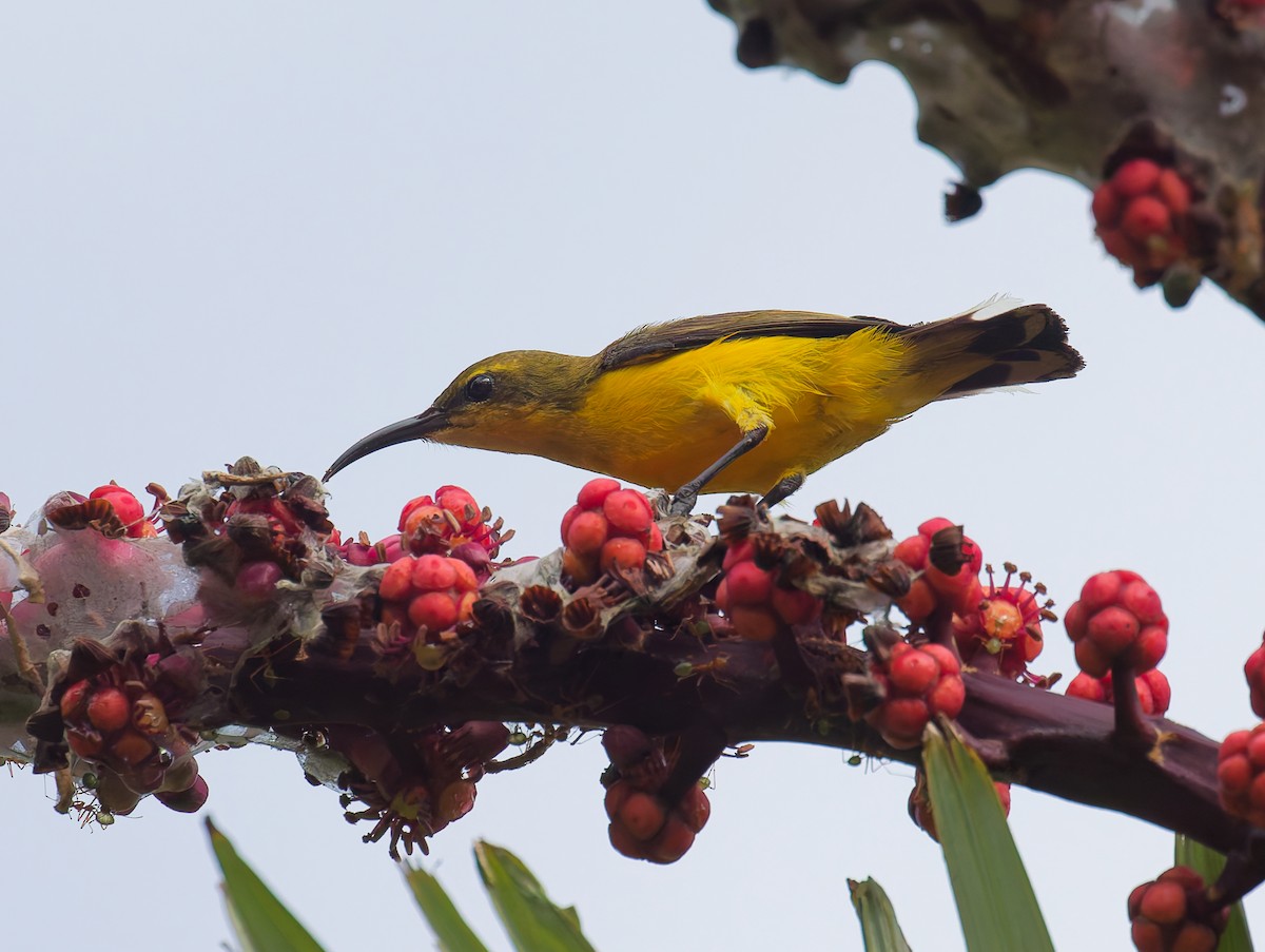 Sahul Sunbird - ML646072337