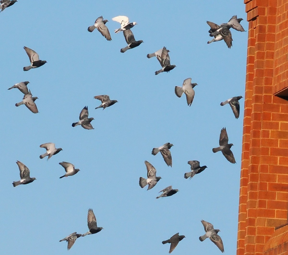 Хөхвөр тагтаа (суурин газрын) - ML646072339