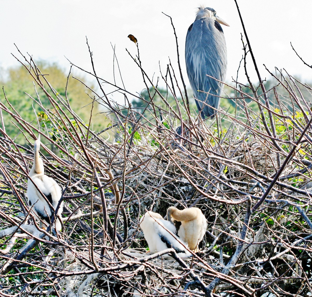 Great Blue Heron - ML646072340