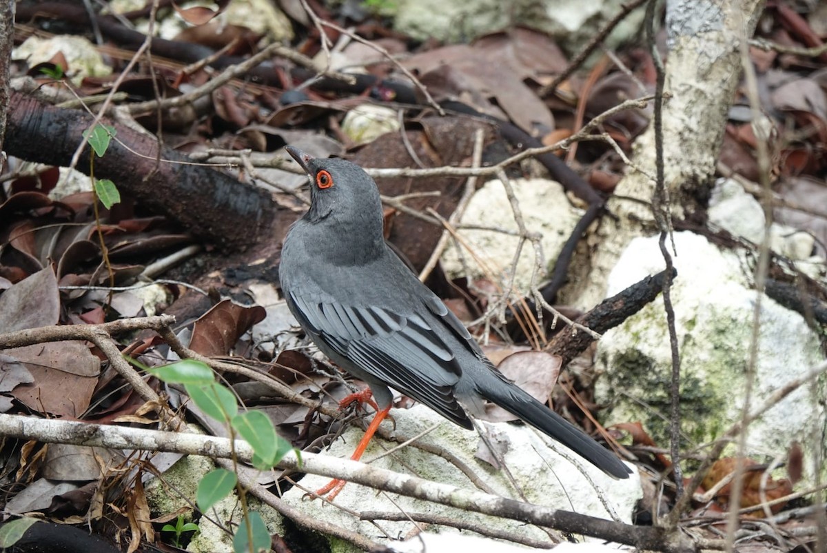 Western Red-legged Thrush - ML646072342