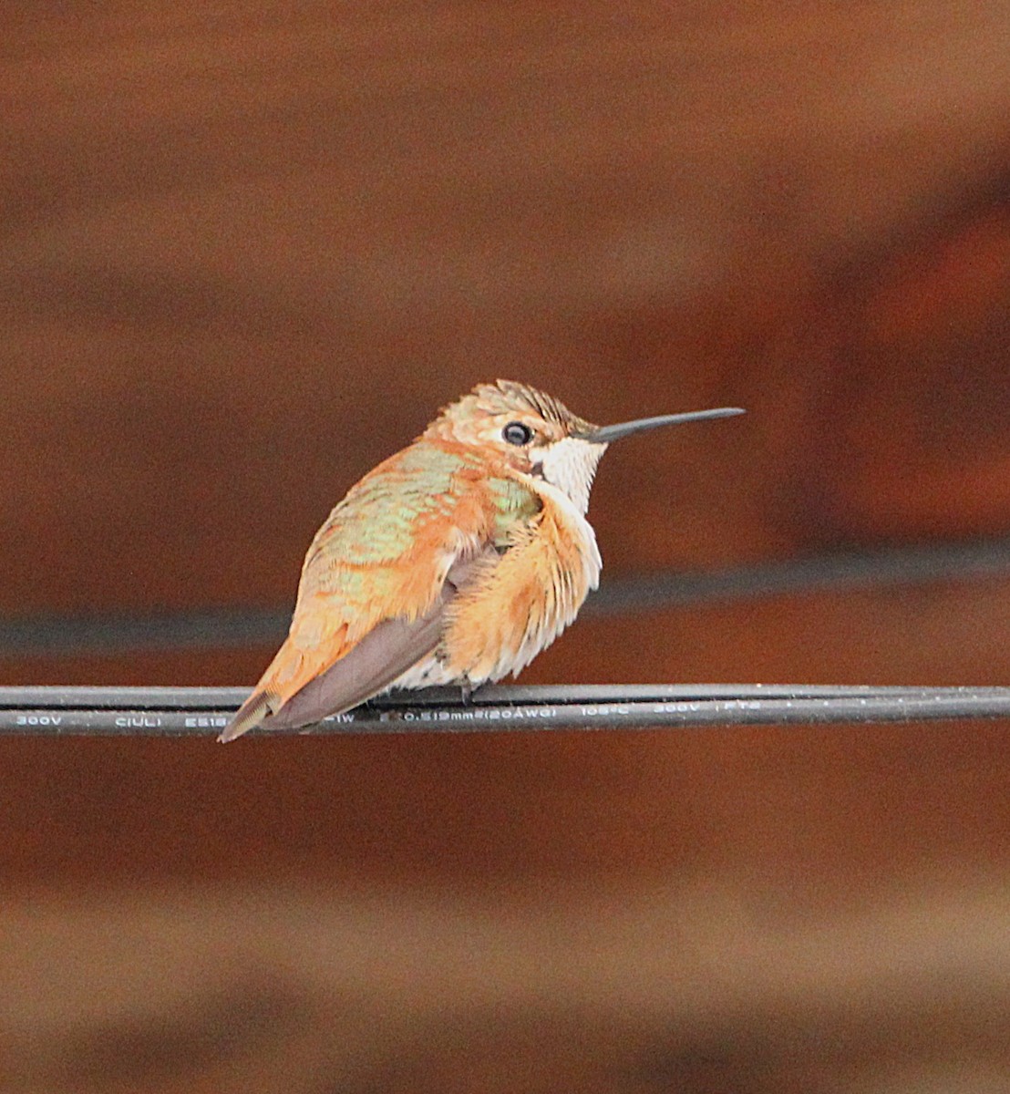 Rufous Hummingbird - ML646072344