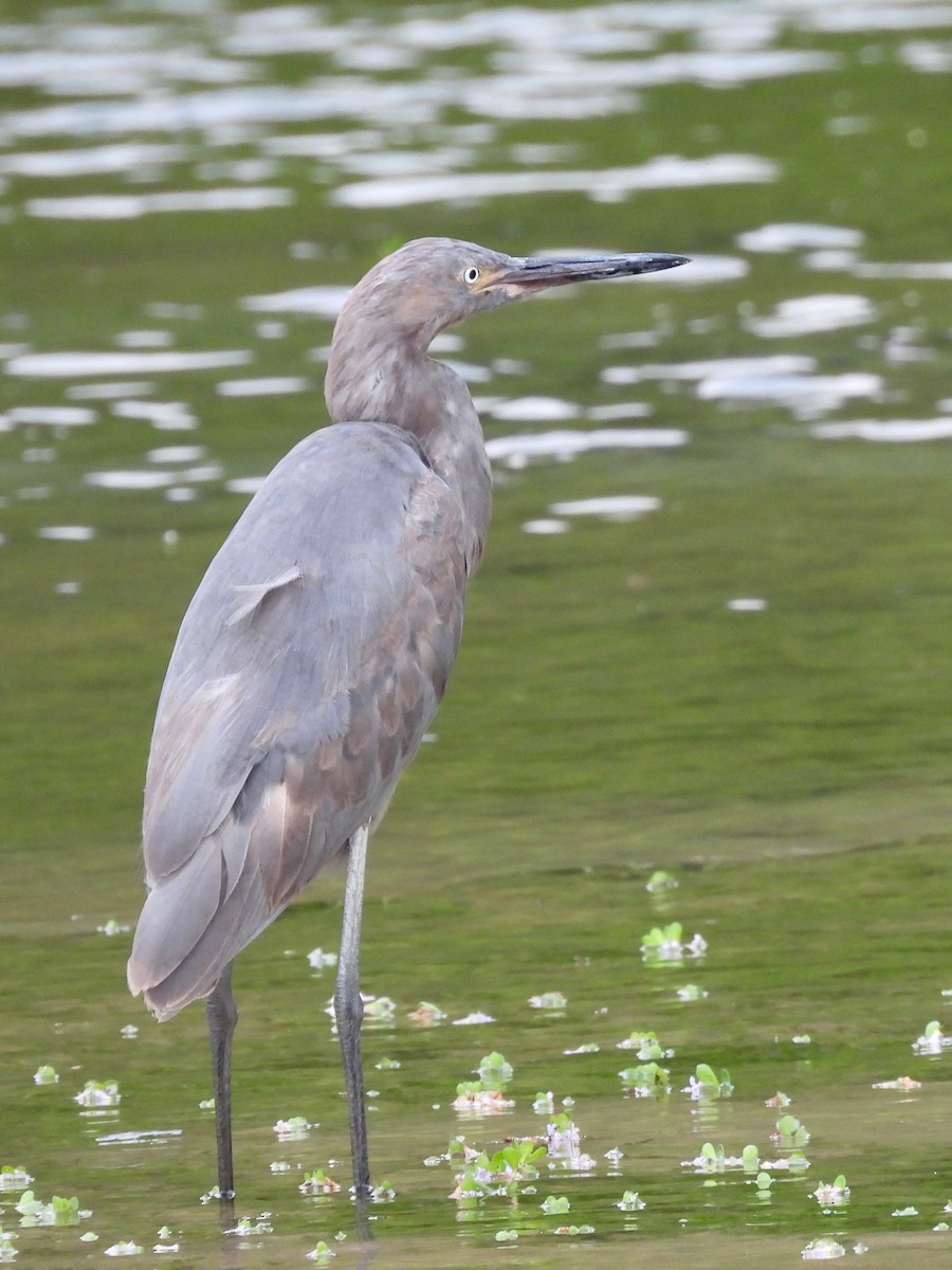 Reddish Egret - ML646072350
