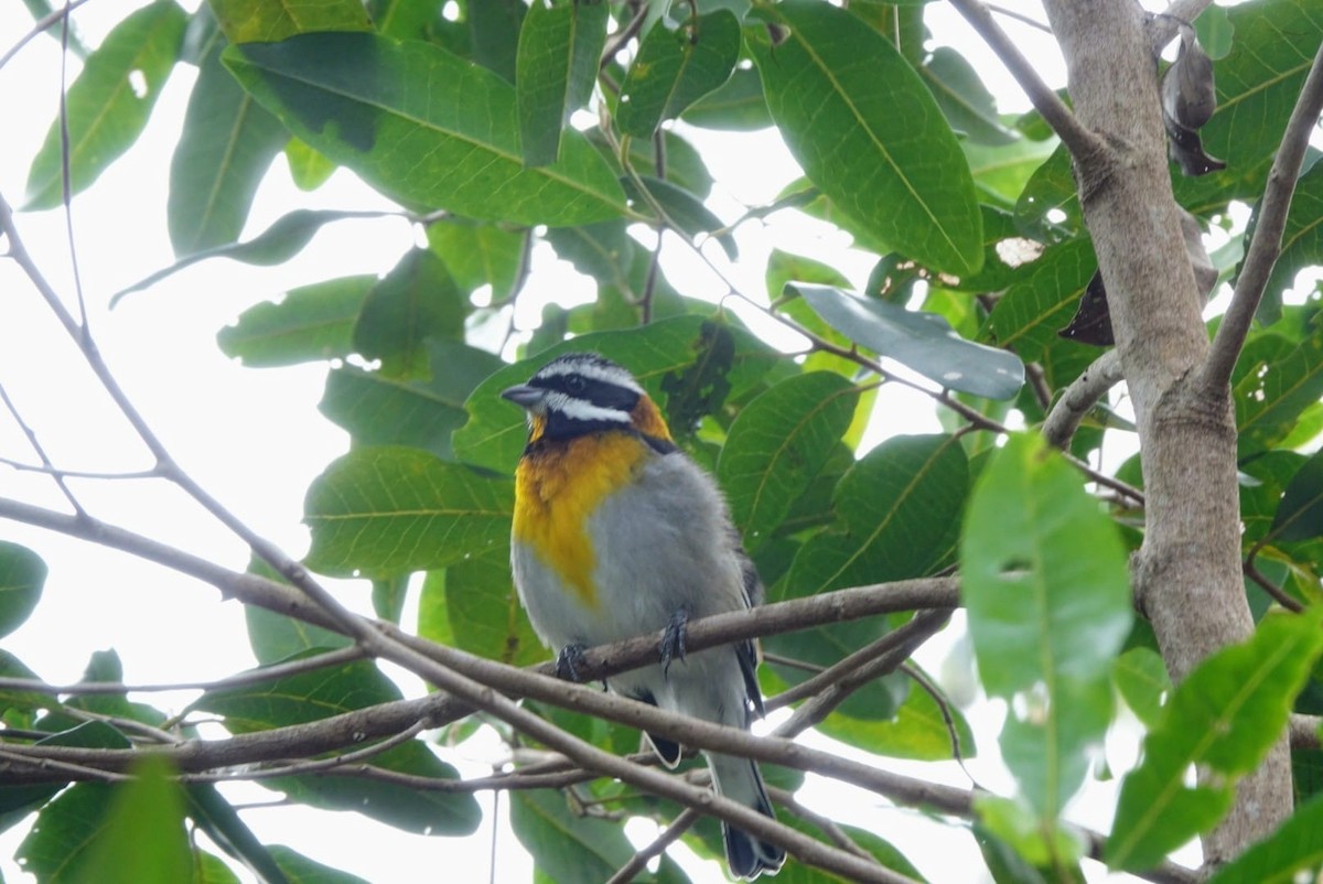 Western Spindalis - ML646072352