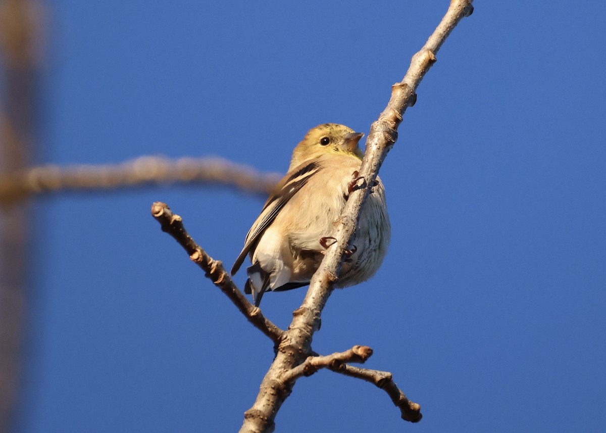 Altın İskete - ML646072356