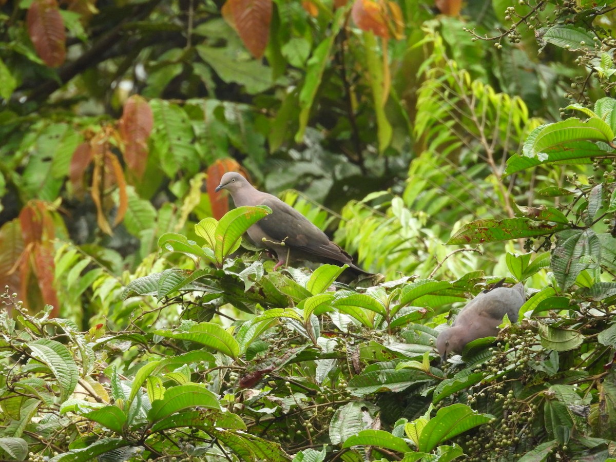 Plumbeous Pigeon - ML646072357