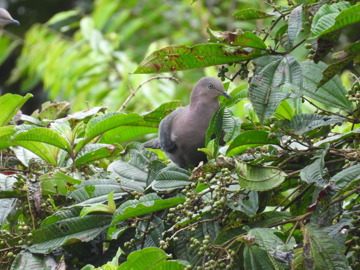 Plumbeous Pigeon - ML646072358