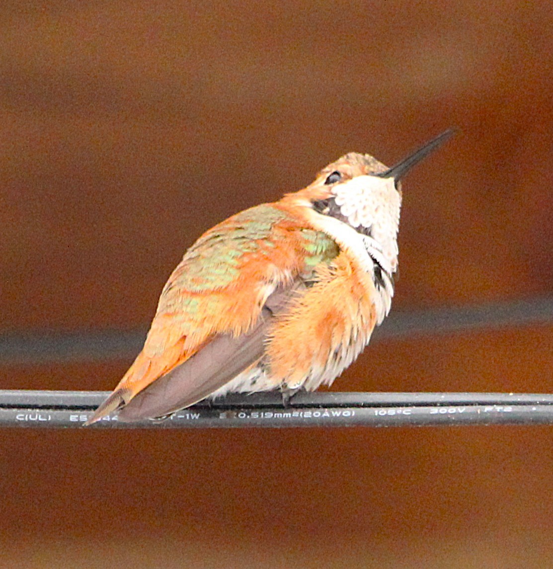 Rufous Hummingbird - ML646072359