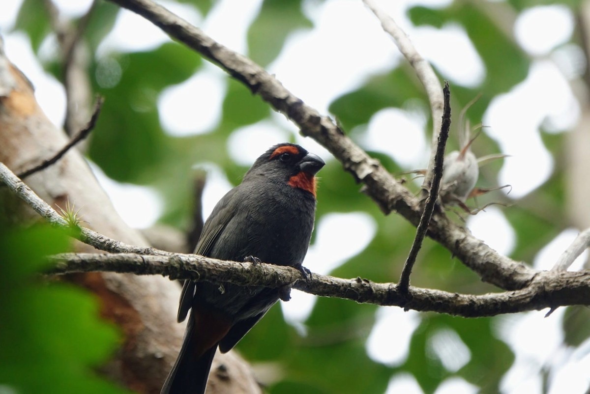 Greater Antillean Bullfinch - ML646072364