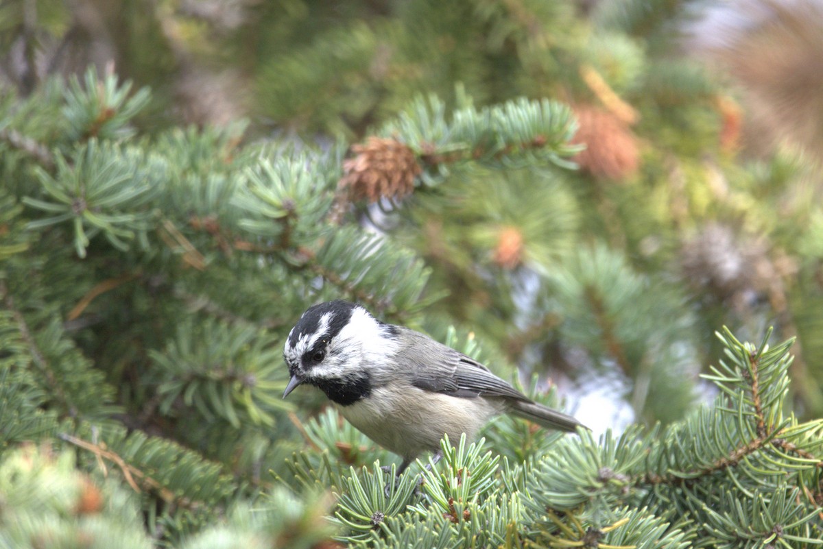 Mountain Chickadee - ML646072366