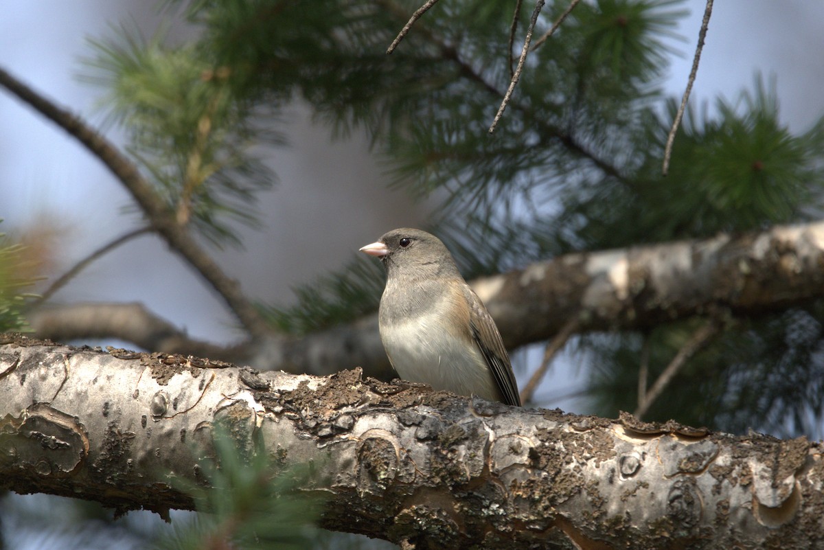 Dark-eyed Junco - ML646072371