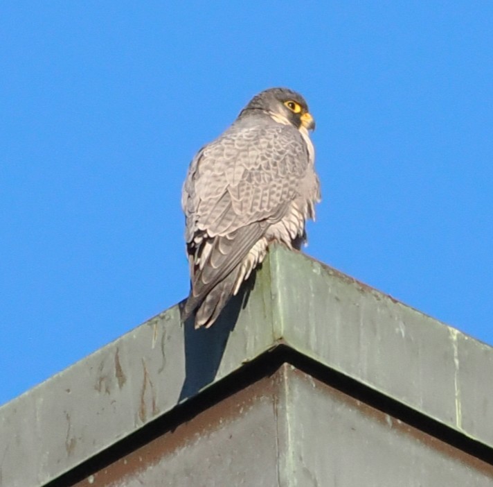 Эгэл шонхор - ML646072374