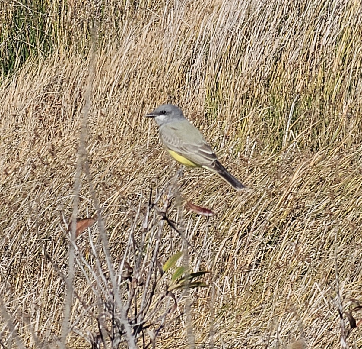 Cassin's Kingbird - ML646072375