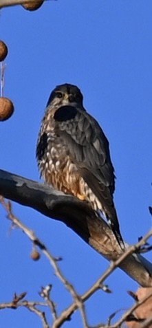 灰背隼 - ML646072382