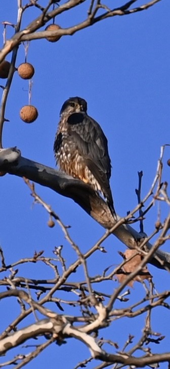 灰背隼 - ML646072383