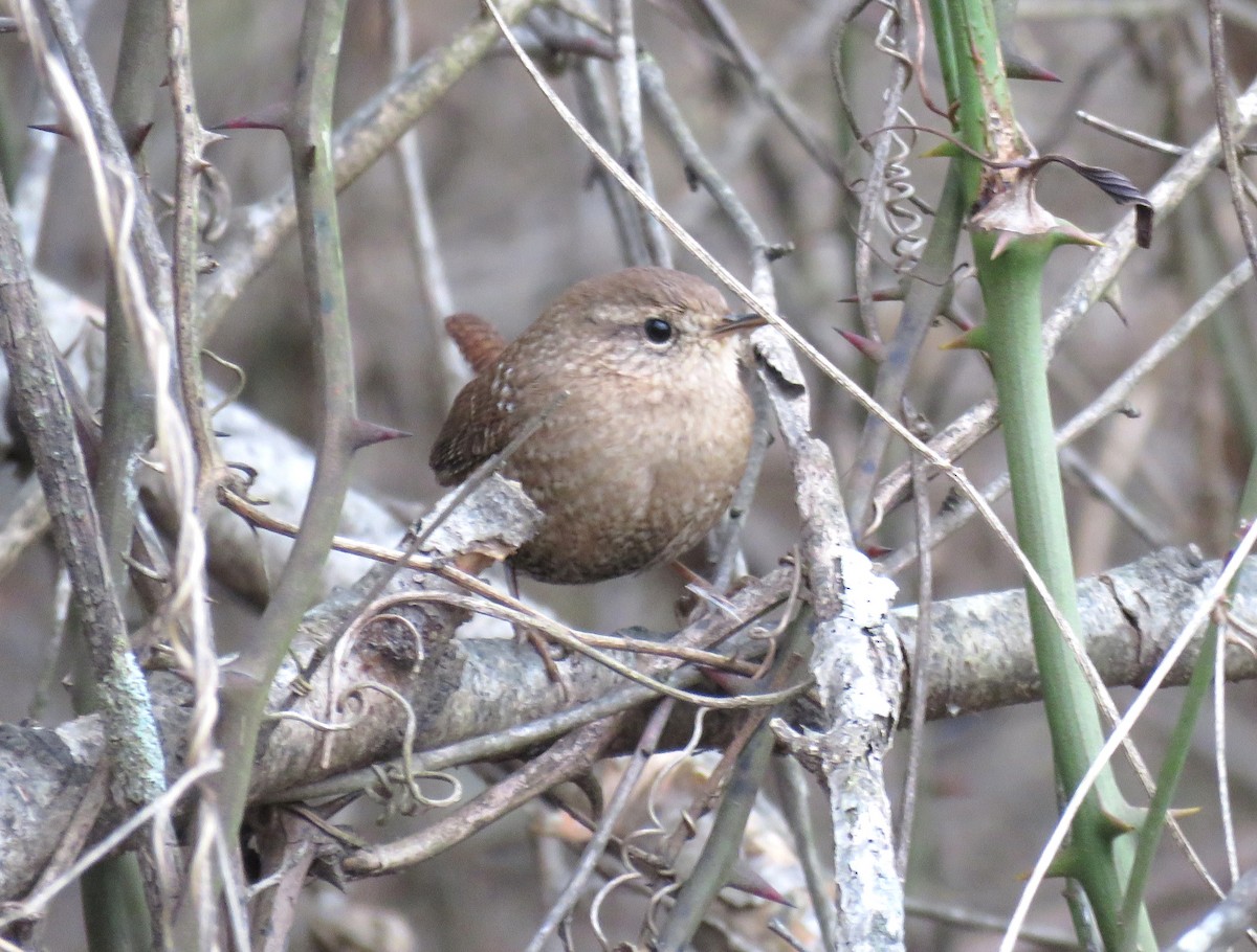 Winter Wren - ML646072385