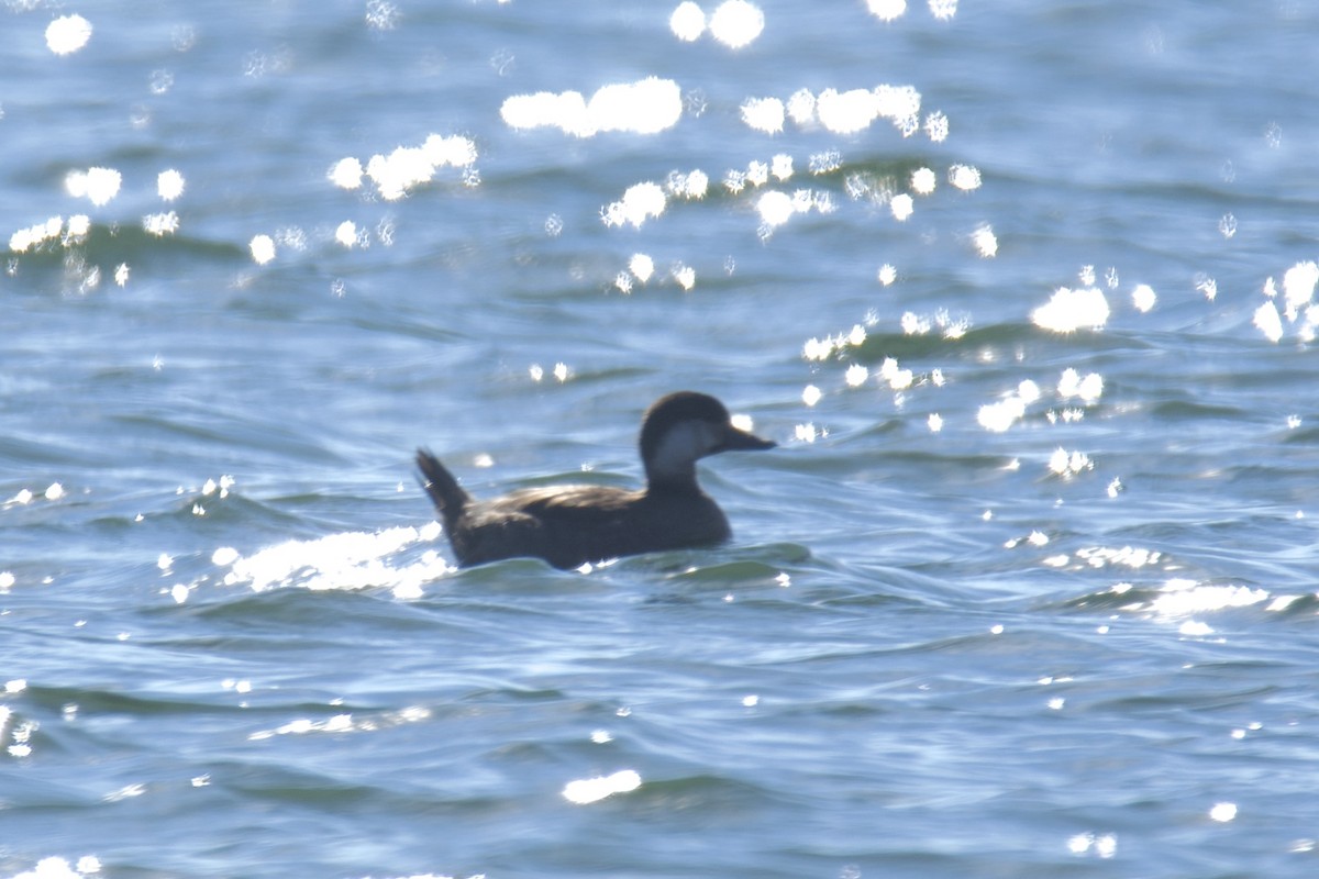 Ahatebeltz amerikarra - ML646072386