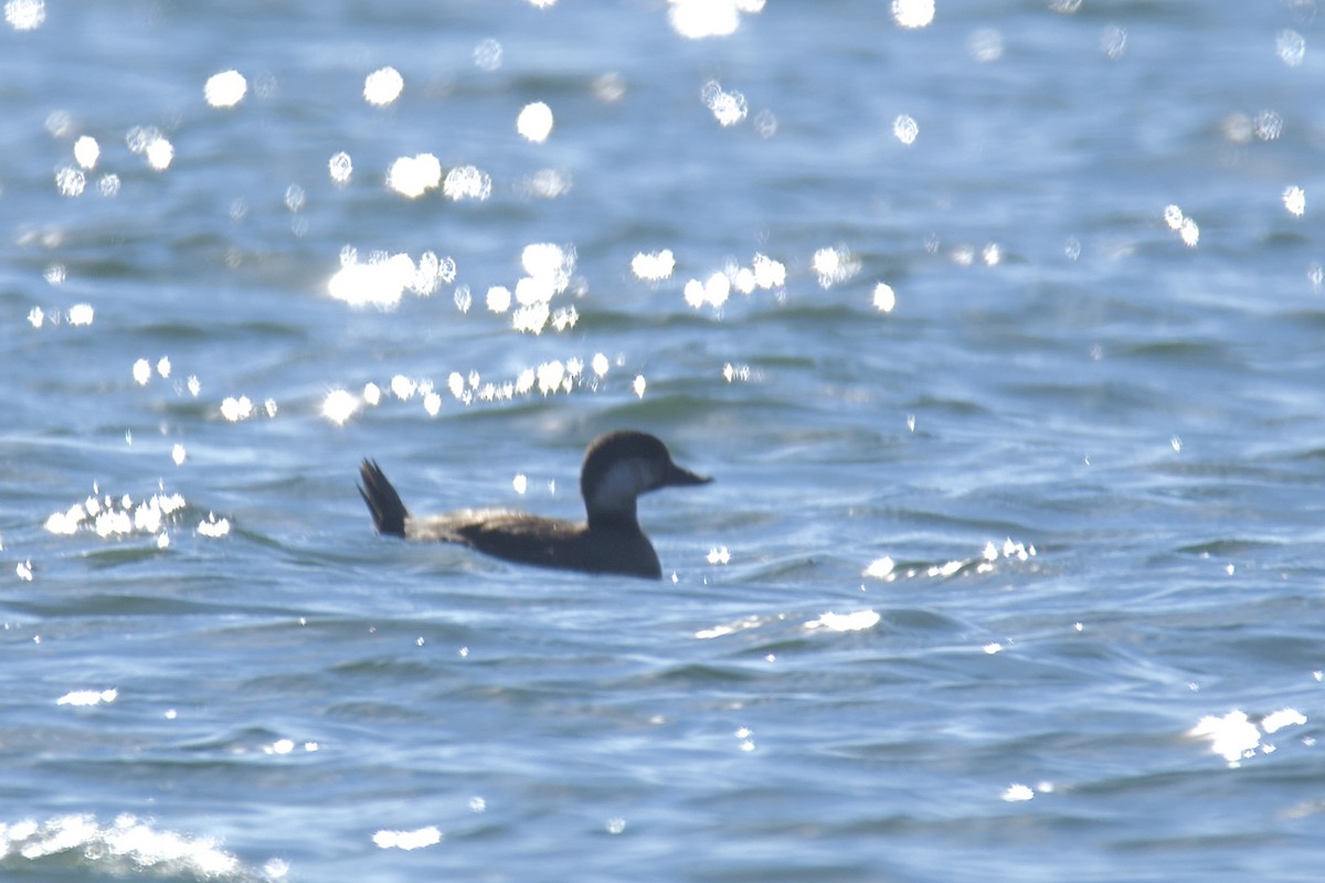 Ahatebeltz amerikarra - ML646072387