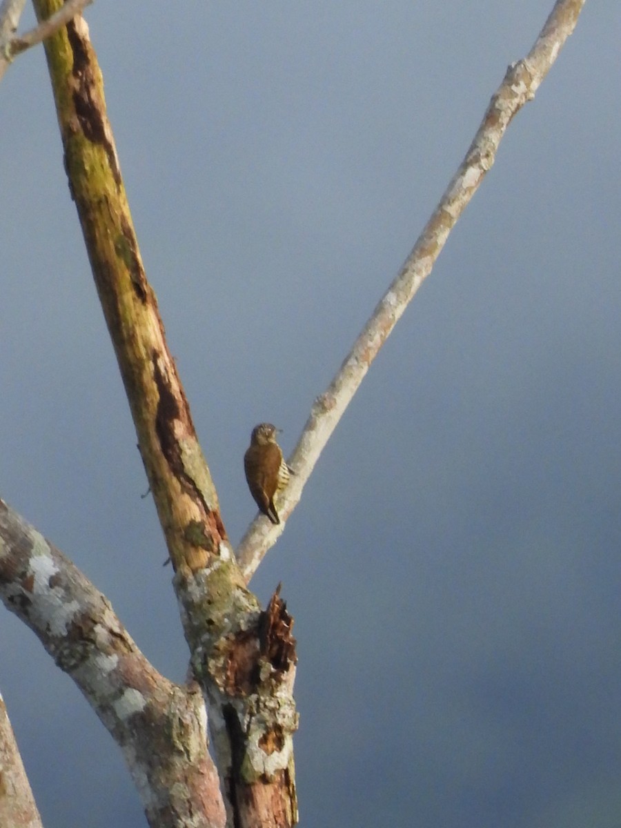 datlíček pruhovaný - ML646072390