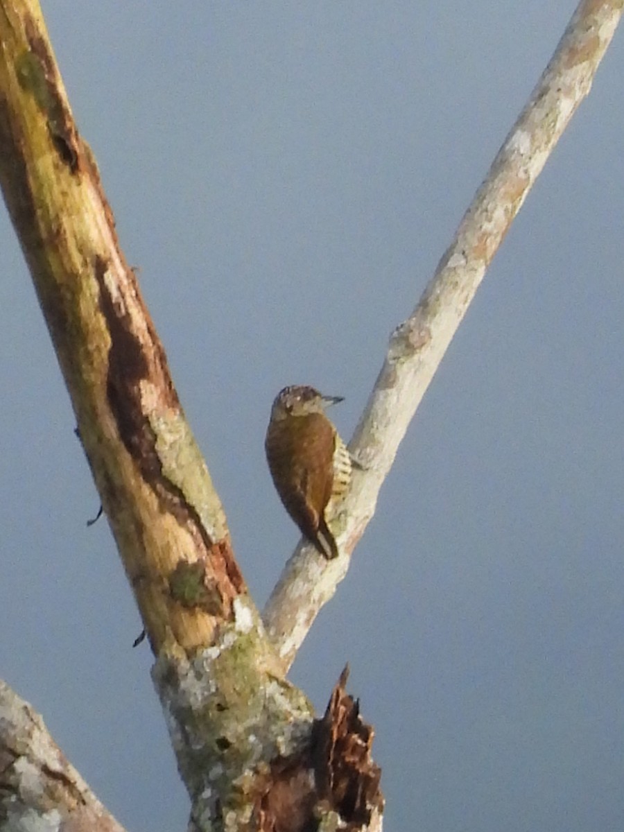 datlíček pruhovaný - ML646072391