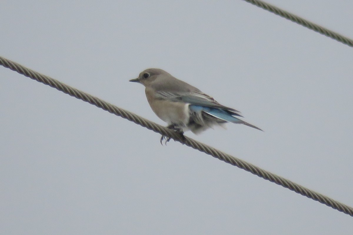 Mountain Bluebird - ML646072392