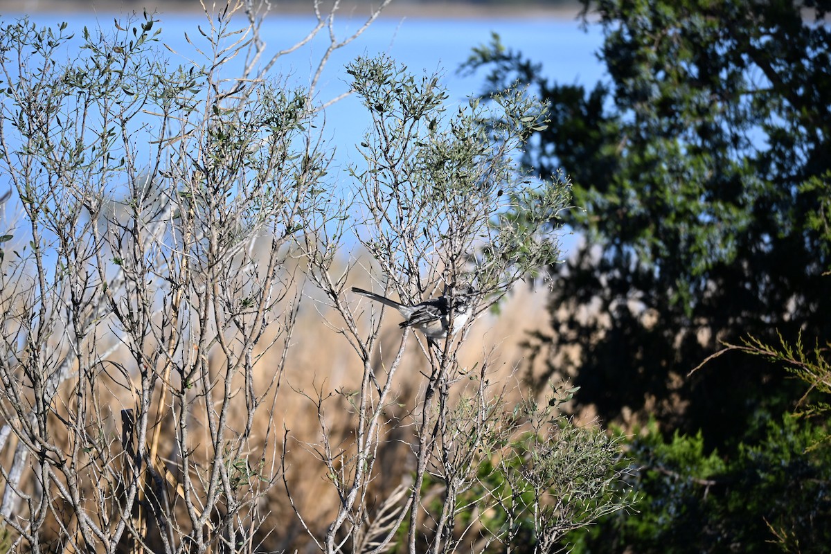 Northern Mockingbird - ML646072394