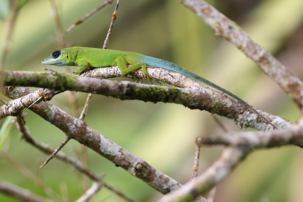 Reptiles - ML646072397