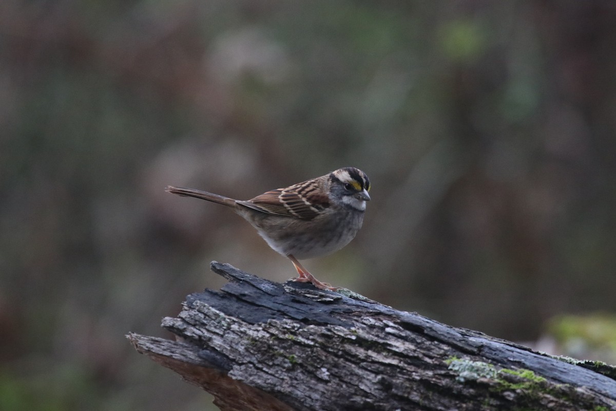 White-throated Sparrow - ML646072398