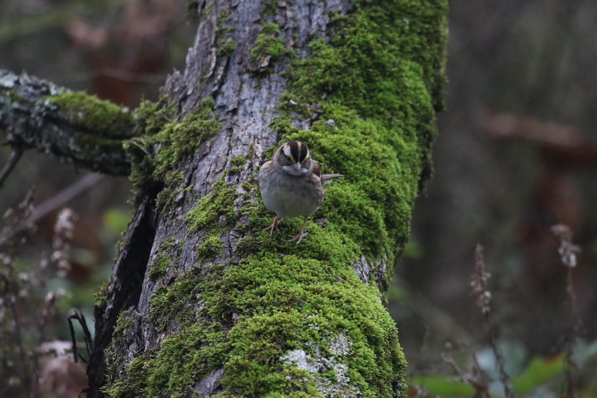 White-throated Sparrow - ML646072399