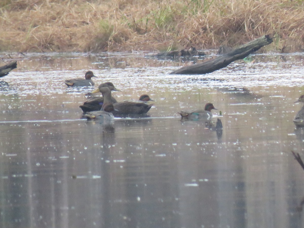 American Black Duck - ML646072406