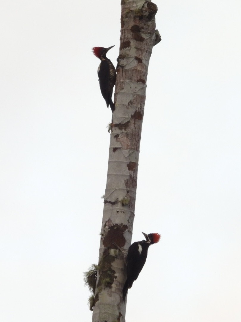 Lineated Woodpecker - ML646072407
