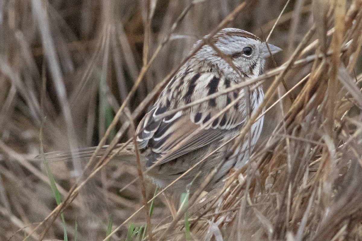 Song Sparrow (melodia/atlantica) - ML646072410